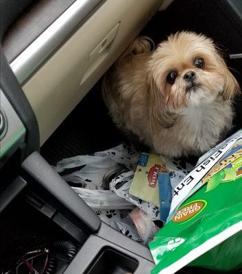 When I buy dogfood & treats at Kimber, Paris jumps down to the floor of my car to see what is there for her!