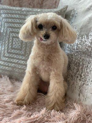 Apricot toy poodle grooming