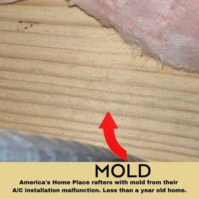 Clear mold growth denied by General Manager of the custom home builder America's Home Place in Nashville.