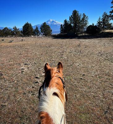 Shasta between the ears of Billy the Kid