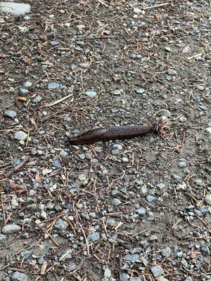 Huge slug!