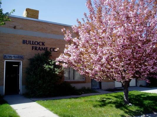 Bullock Frame in Bloom