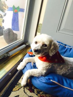 Chloe sitting at her favorite spot waiting to greet the mail person by barking way too much!