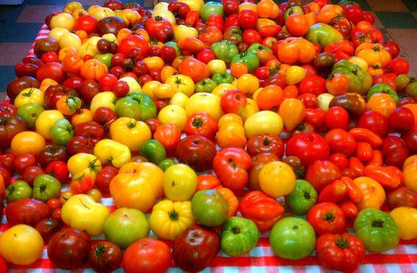 You, too, can grow a rainbow assortment of tomatoes just like this customer of ours did!