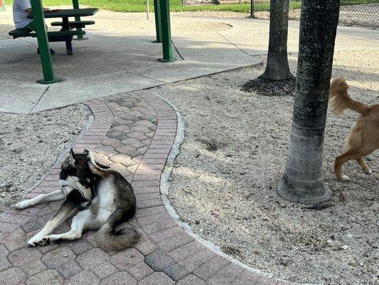 Running and resting in this heat wave