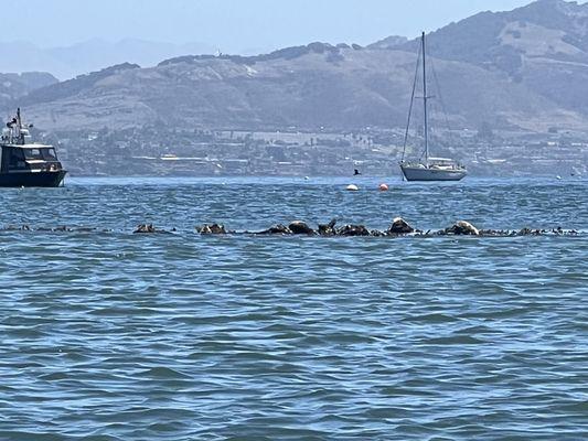 Otters and a seal!