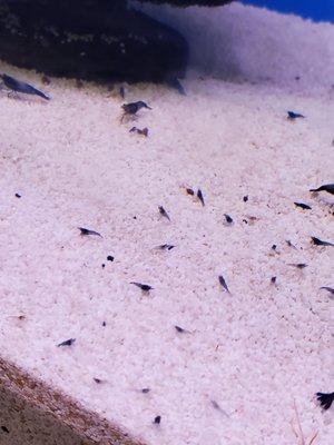 Blueberry shrimp with lots of babies.