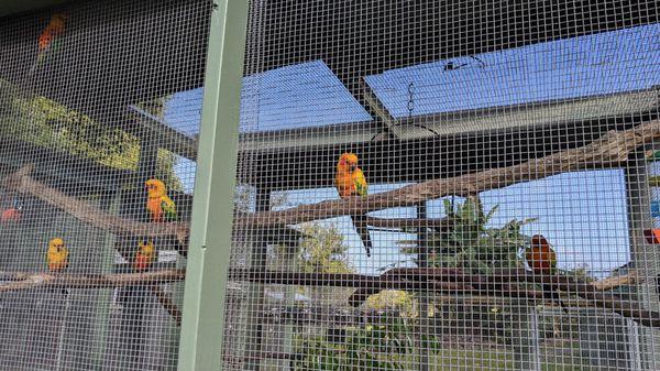 Parrots In Paradise Sanctuary