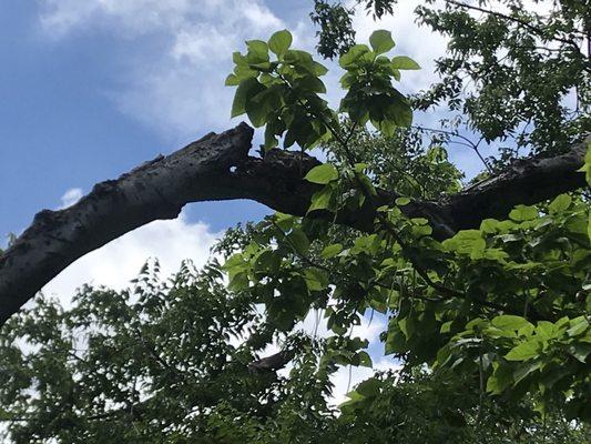 Scary dead limb. Looked like it could fall at any moment.