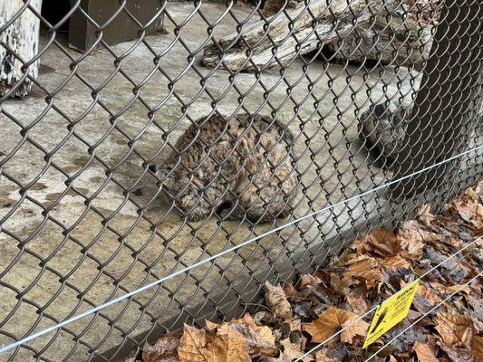 Bobcat