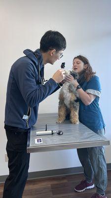 Holly Vet Clinic