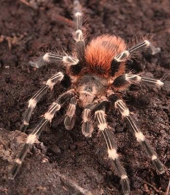 New tarantula