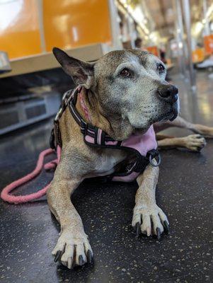 Leona on her way from the city to Queens Low Cost Vet Center in Astoria.