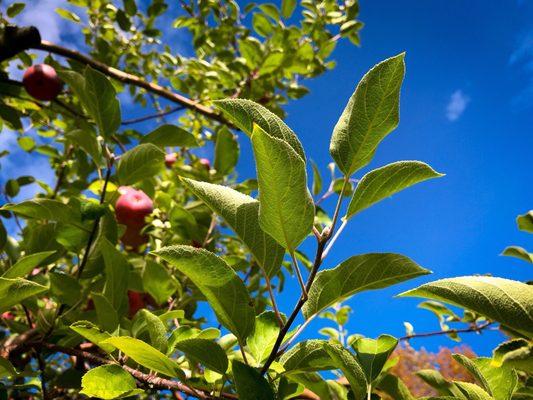 Thompson's Orchards