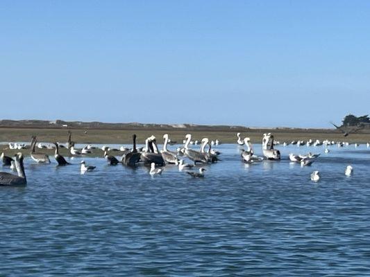 Bird Life at Elkorn Slough.