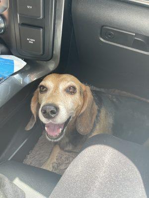 Our beagle on the ride home from ADDO! Super happy and TIRED!