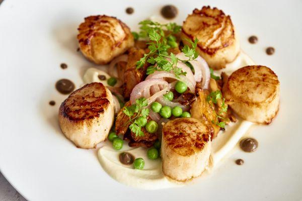 Scallops