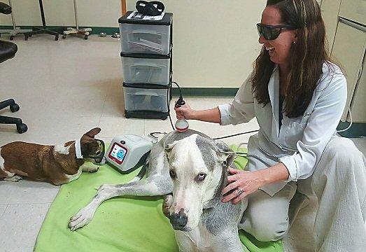 Dr. Cindy performing Cold Laser Therapy on Pony while Jesse James supervises.