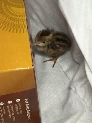 Little quail baby needed some wildlife TLC - brought her to the right place.