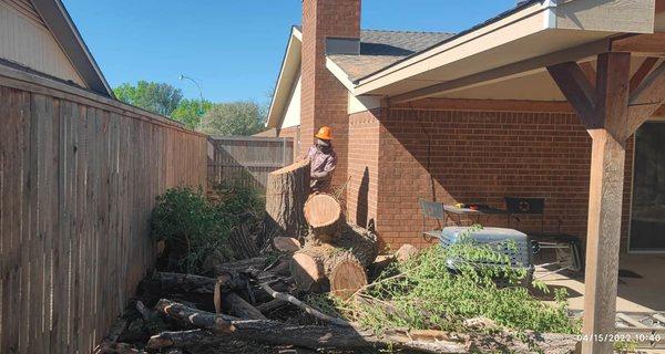 Tree removal in progress