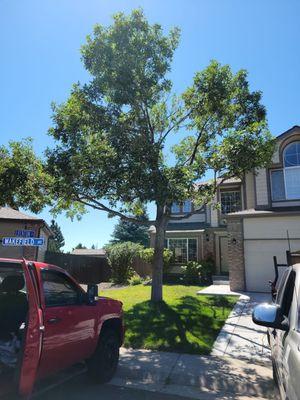 Front yard tree trimmed and not on house anymore.