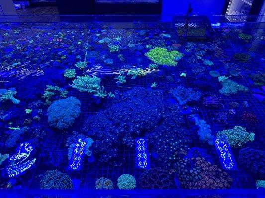 Amazing corals!