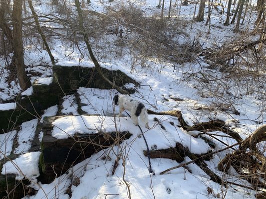 Bushwhacked down to see what you're see'n.  Old stone & mortar pond spillway.