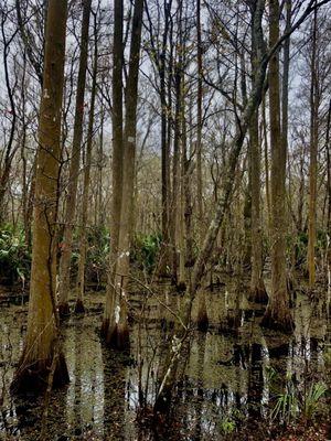 Blue Run of Dunnellon Park