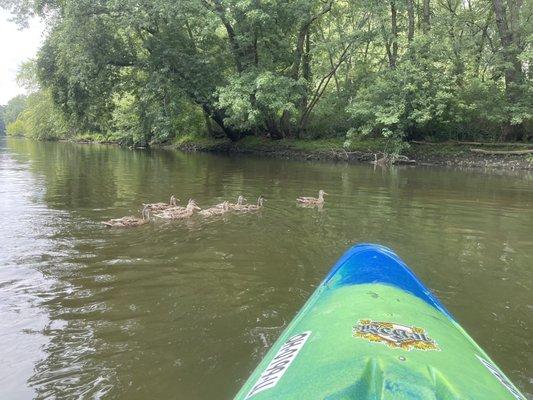 Duck family crossing