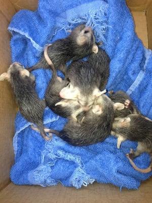 I called The Schuykill Center and told them about these babies who just lost their mamma.  They came that day to save them.