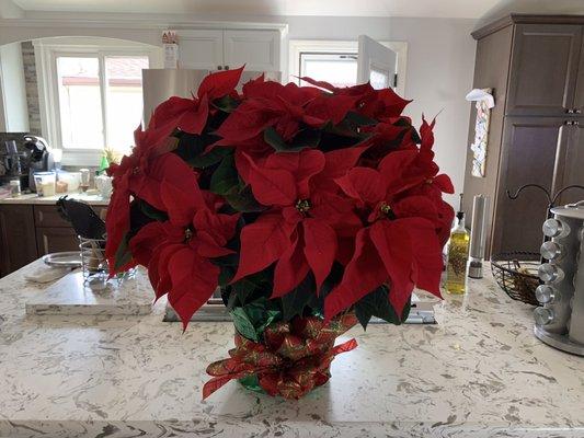 Large beautiful poinsettia. Christmas cheer.