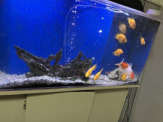 Fish tank decor