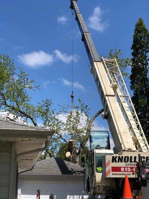 Rental for Tree Work