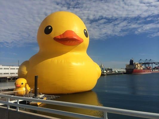 Loved seeing the big ducky, great photo's, can't wait till it's back!