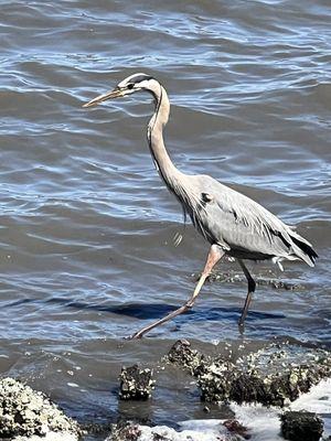 Fishing in the cool breezy weather. Great Blue Heron!