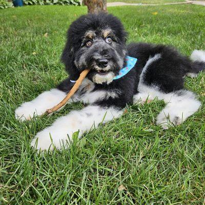 Puppy cut groom