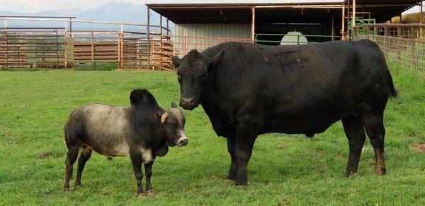 World Largest Black Angus Steer "Buddy" Cortez, CO resident