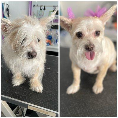 Groomed at the pawsitive salon