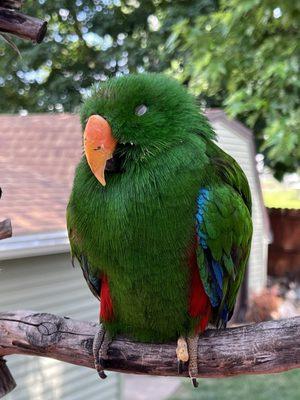 Loki a make eclectus parrot