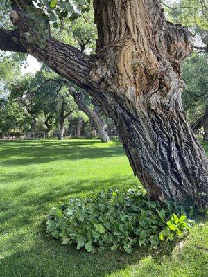 Cottonwood Heaven