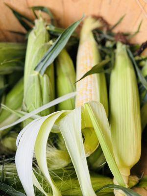 Native Corn