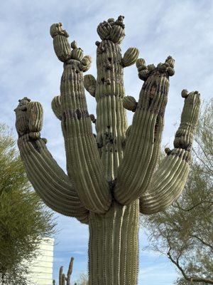 Saguaro