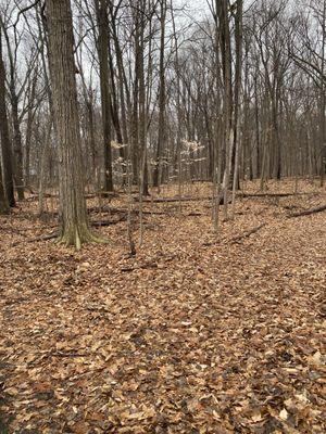 A mild winter day for a leisurely stroll