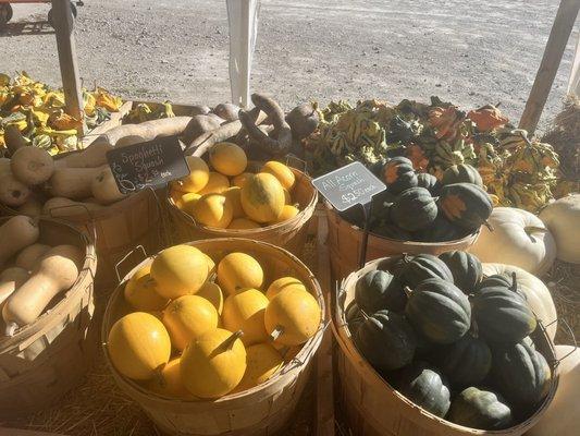 Squash assortment