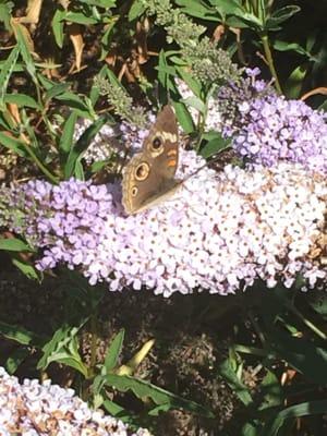 Butterflies in the butterfly and bee attracting/friendly garden located at the entrance behind the Costco. Hummingbirds here too