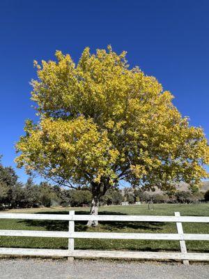 fall foliage