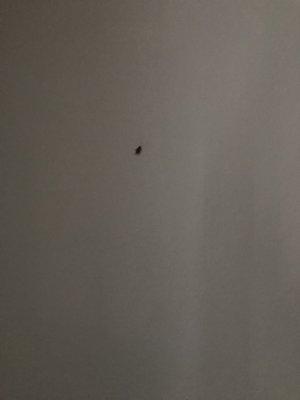 Management will tell you there is no activity of vermin. That's a lie. Here's a roach just chilling on my wall. Gross.