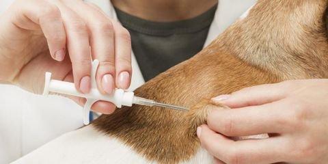 Fact or Fiction: All About Pet Microchipping