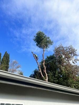 Crew member cutting down the pine tree