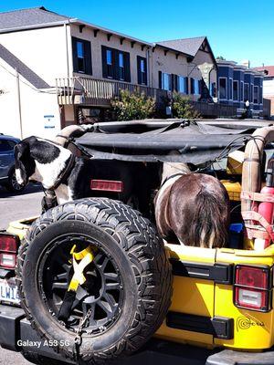 Yes believe it or not that is a horse and a dog in the back of a Jeep outside of the silver peso on a